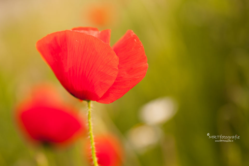 MRTfotografie's tweet photo. Goedemorgen! De bermen staan weer vol met klaprozen. Hoe komen ze daar? Wat is het verhaal achter deze frêle bloem? Voor de één bekend voor de ander nieuw deze #weekendleesvoer
https://t.co/4bmri70MCy
Fijn weekend!!🥀🍀☕️🙋‍♀️ https://t.co/GeoEvBssGH