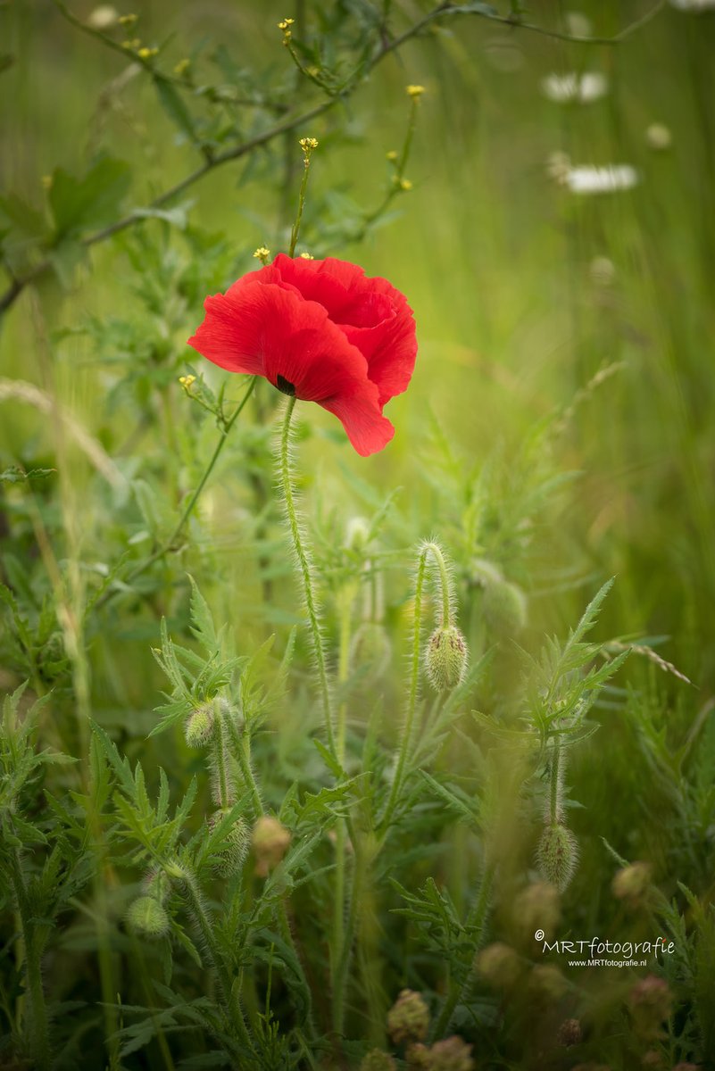 MRTfotografie's tweet photo. Goedemorgen! De bermen staan weer vol met klaprozen. Hoe komen ze daar? Wat is het verhaal achter deze frêle bloem? Voor de één bekend voor de ander nieuw deze #weekendleesvoer
https://t.co/4bmri70MCy
Fijn weekend!!🥀🍀☕️🙋‍♀️ https://t.co/GeoEvBssGH