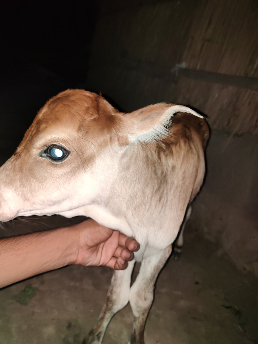 Bull Doge tweet media