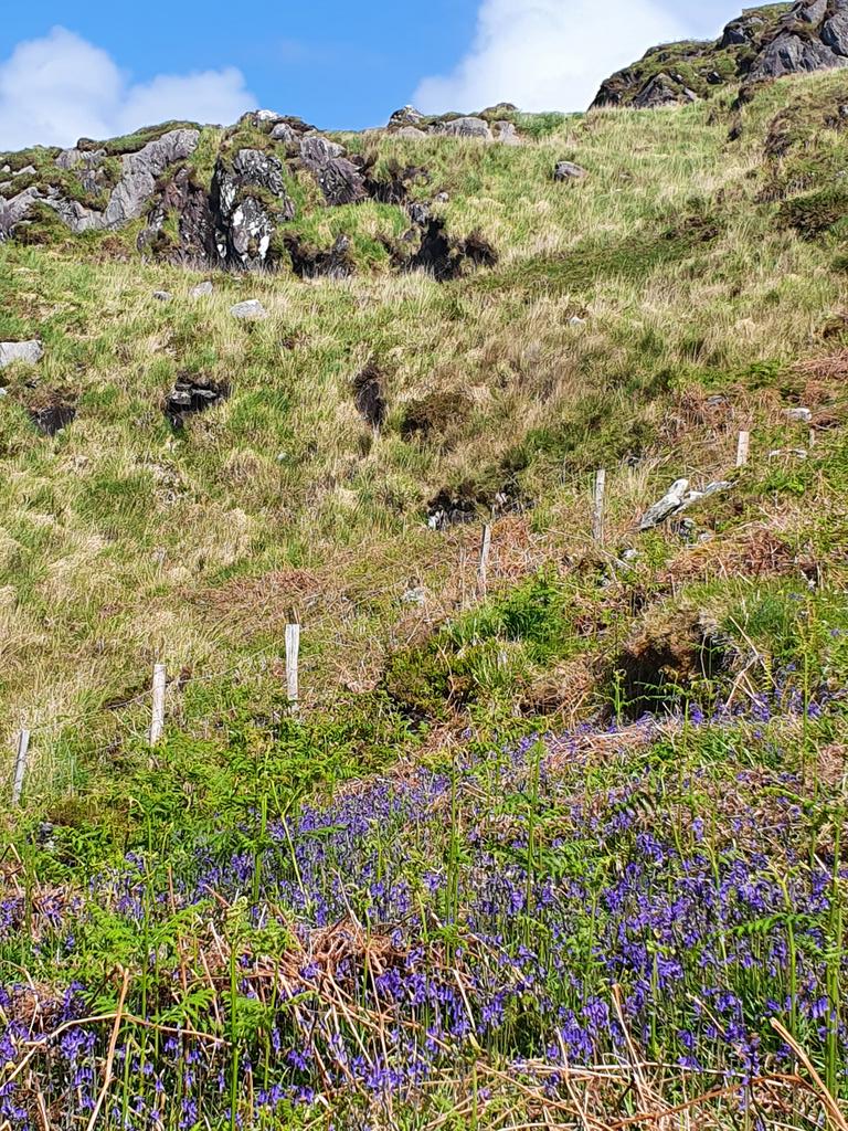 IrishRainforest's tweet photo. On one (the commonage) side of this sheep wire, just molinia grass: how Ireland's uplands are now.

On the other (my) side, a riot of wildflowers, young native trees, buzzing pollinators, and birdsong: how our uplands could be.

What - literally - on Earth are we waiting for? https://t.co/vmRihIiIjy