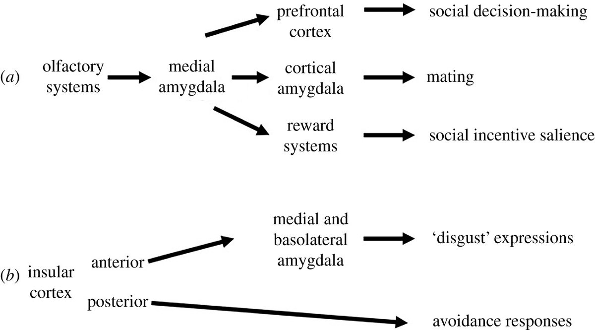 Social Factors and the Neurobiology of Pathogen Avoidance ow.ly/HOr950I27Y3 #BiologyLetters #behaviour #parasite #neuroscience #cognition