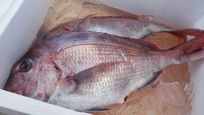 鯛くん「こんなスケベオタクに捌かれるなんてイヤダ…」 