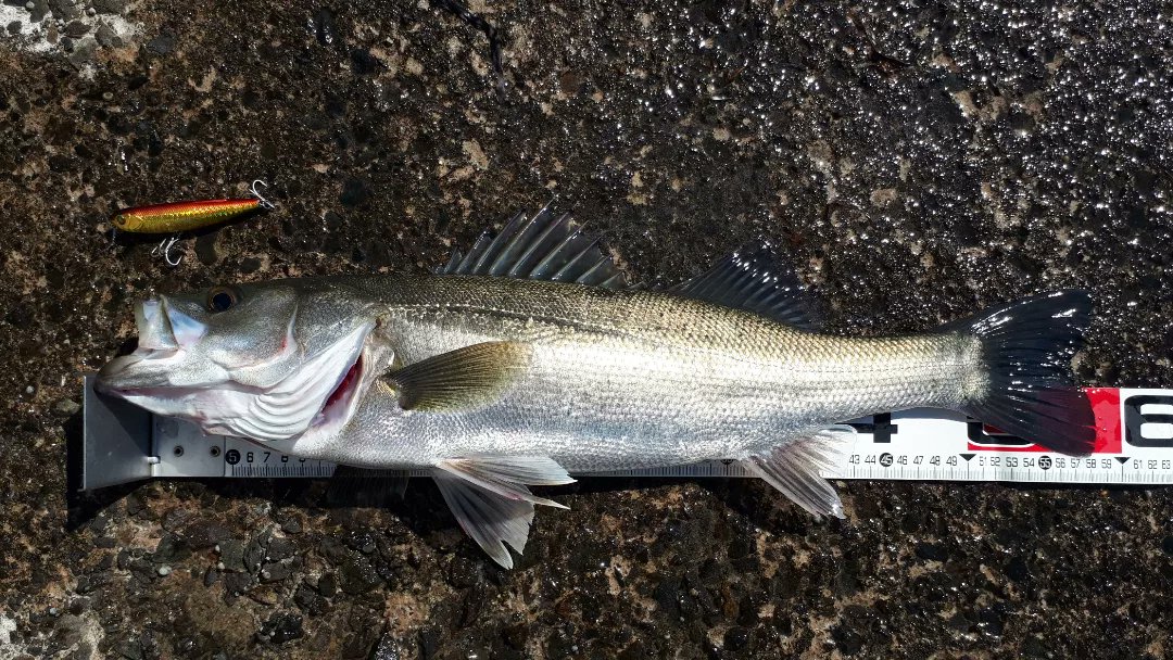 トップシーバス Twitter Search Twitter