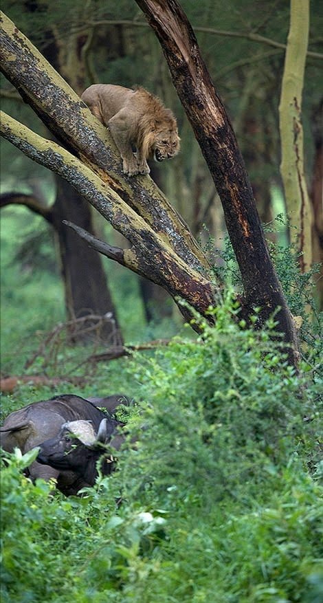 WildfriendsUG's tweet photo. KING of the jungle under siege
After being chased by a herd of buffaloes, this #lion escaped by climbing a tree. He then snarled at the #buffaloes which eventually left the area - leaving the big cat to run down the tree and escape to safety. #Africansafari #Bigfive
📸N Barua https://t.co/9K0fD2BNCB
