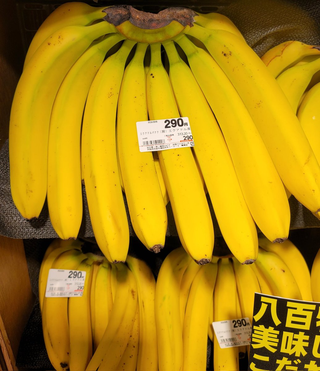 今日良心物价，应该是厄瓜尔多产的香蕉，三百日元，十几块人民币十六支。我这种假减肥人士的最爱之一。又长又重，懒得做饭也可以拿这个顶饭。 #移民日本