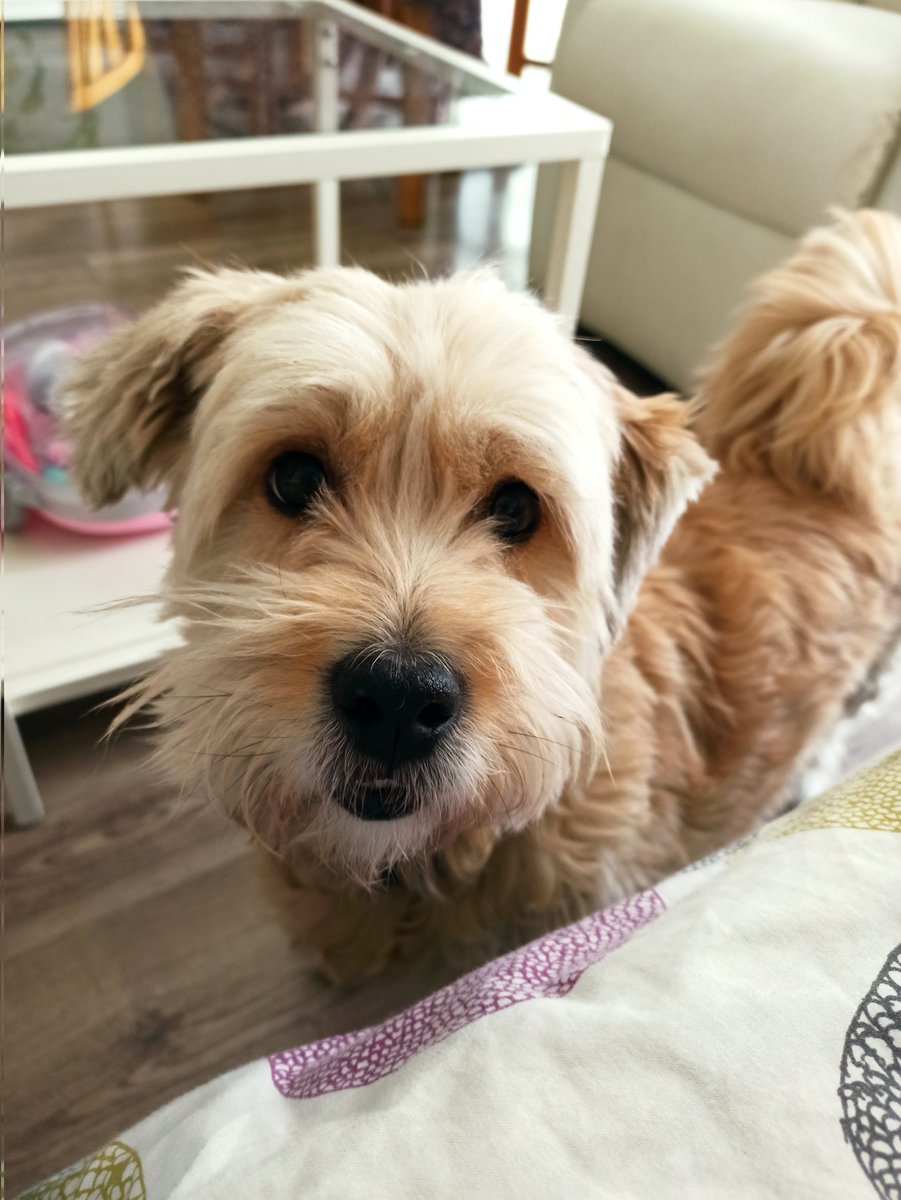 claralunis's tweet photo. Feliz día del perro sin raza a mi precioso Calcetín. Eres el perrito más especial del mundo y el mejor hermano mayor. Te queremos mucho ❤️🐕 #adoptarnocomprar #perrosinraza https://t.co/Nc7Oyjprln