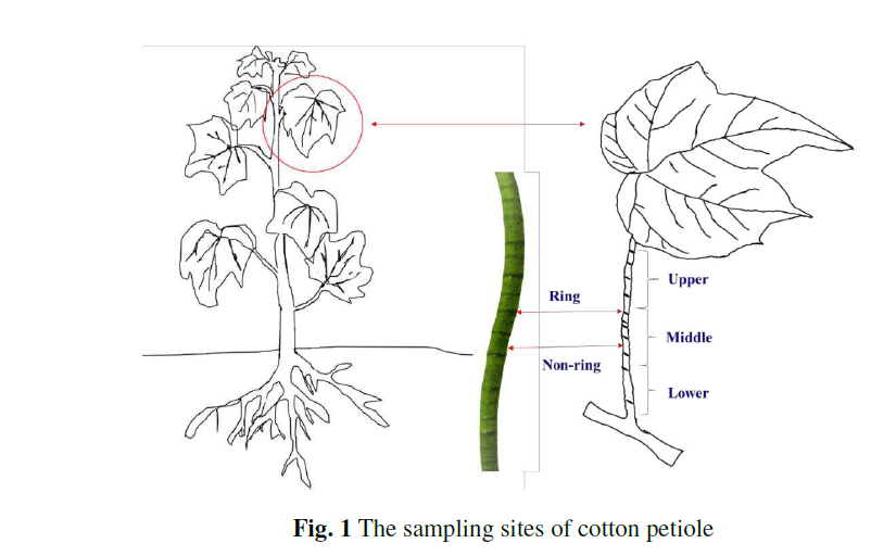 Australian Cotton Science (@auscottonsci) on Twitter photo Preprint: Boron deficiency-induced changes in the subcellular composition & anatomical structure of petiole rings hinder nutrient transport in cotton
tinyurl.com/evd23895
Cell walls & vessels are destructed at the ring sites that impairs transport functions
<a href="/HZAU_China/">Huazhong Agricultural University</a> Preprint: Boron deficiency-induced changes in the subcellular composition & anatomical structure of petiole rings hinder nutrient transport in cotton
tinyurl.com/evd23895
Cell walls & vessels are destructed at the ring sites that impairs transport functions
<a href="/HZAU_China/">Huazhong Agricultural University</a>