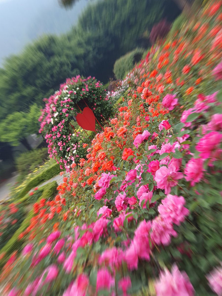 장미공원 산보 ~