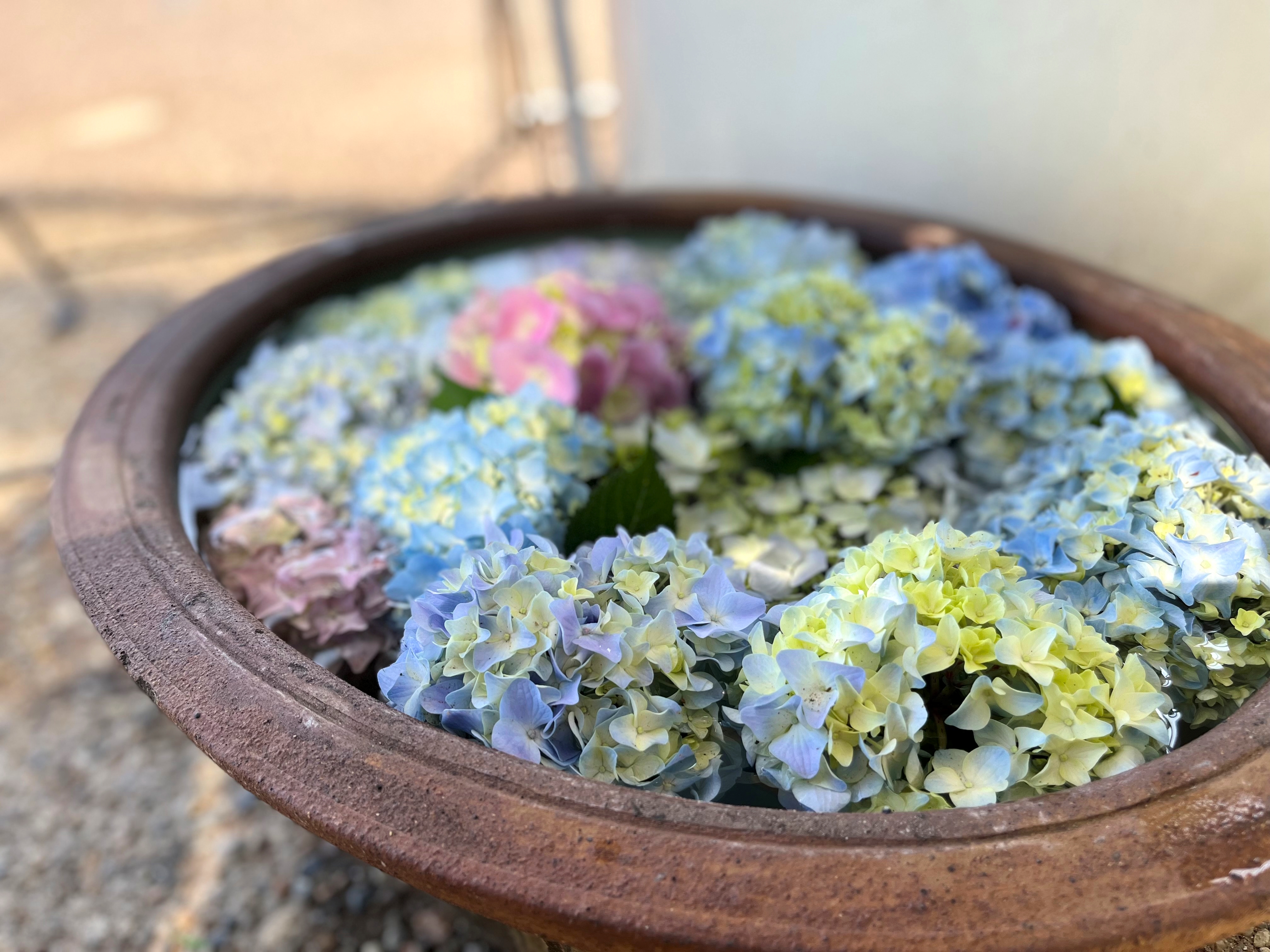 長居植物園 Nagaib Twitter