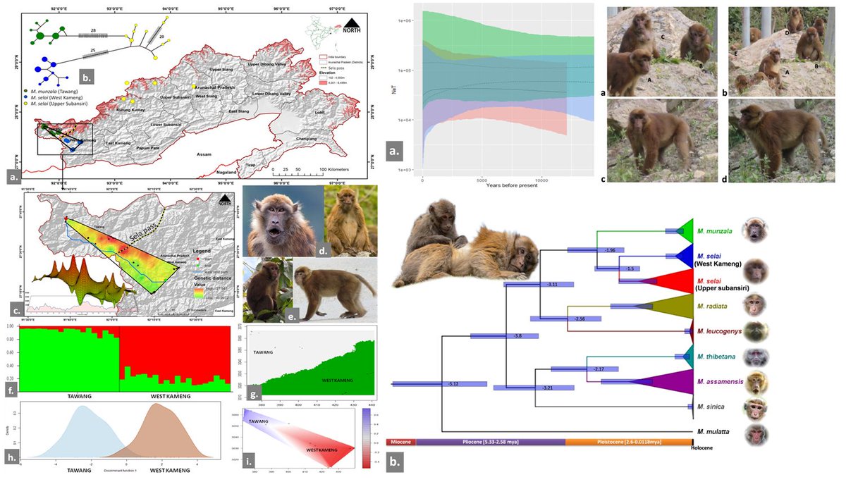 thamukesh's tweet photo. Describing a new primate species from India, "the sela macaque (Macaca selai)" from Western Arunachal Pradesh. https://t.co/3PyzSUONog
@GeneticsAnd @ZoologicalI @moefcc @byadavbjp @PrimatesDaily @ConservePrim8s @natgeowild @DiscoveryIN @htTweets  @washingtonpost @Nature @IndiaDST https://t.co/4Ofpi66ybR