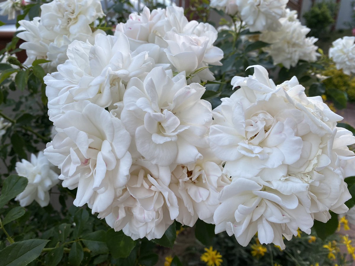 nihalfiratoz's tweet photo. Sezai Karakoç’un bahsettiği “Ak Güller”🤍
#noneedfilter https://t.co/mt9D99IWBT