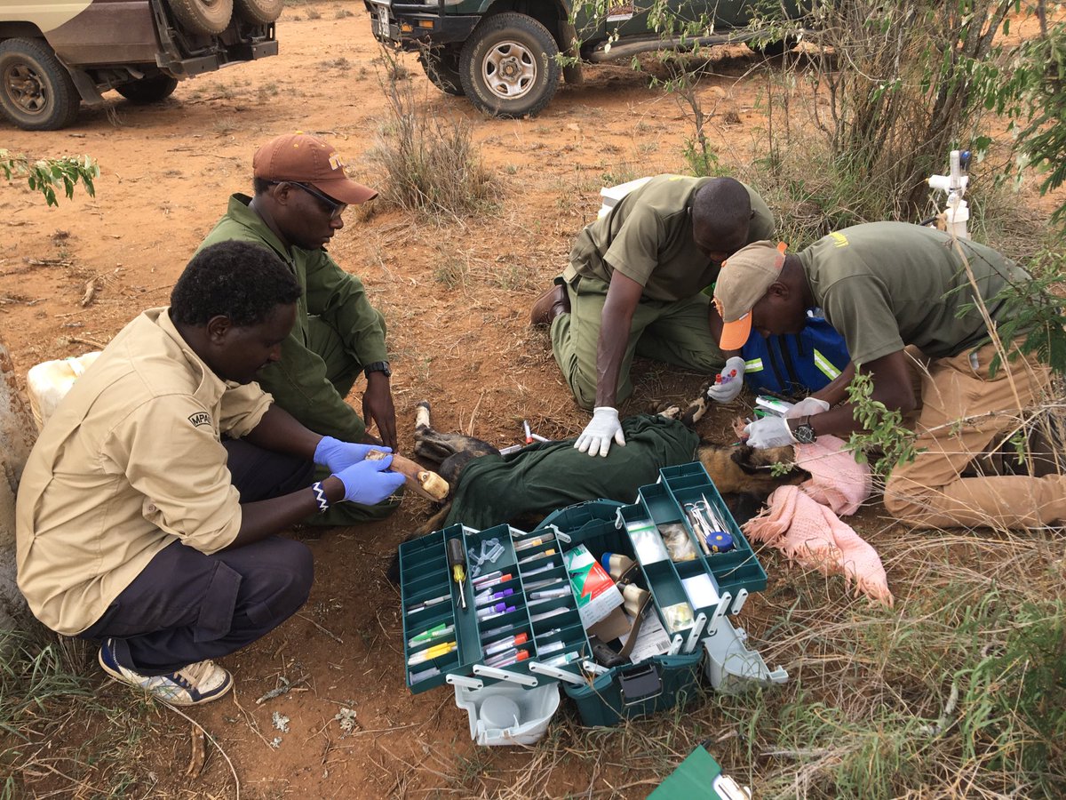RosieWoodroffe's tweet photo. Fantastic to work with a ⁦@kwskenya⁩ ⁦@MpalaWildDogs⁩ ⁦@mpala_rc⁩ team yesterday to change collars on two African wild dogs - what a great team! #TeamWildDog https://t.co/rYXrdxFG6W