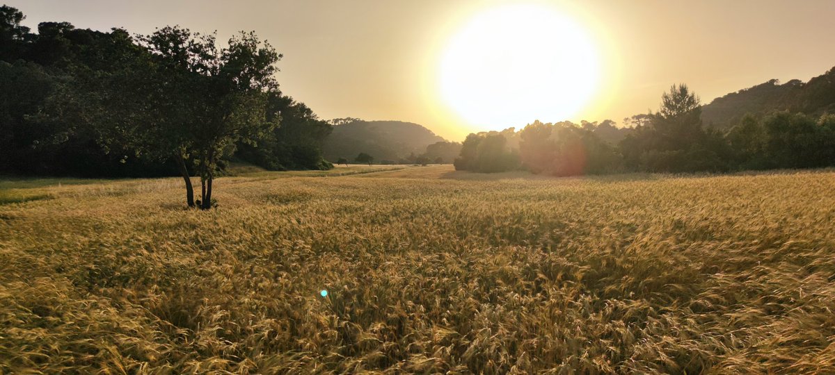 francescfont_'s tweet photo. Sunset in the field
Postes de ☀️ al camp
Puestas de ☀️al campo
#agriculturaregenerativa #regenerativefarming #regenerativeagriculture #permaculture #blatecològic #xeixa #cerealecologico #trigoecológico #organicwheat #menorca_nature #menorcapreservada #Menorca https://t.co/h4RlLqrOvq