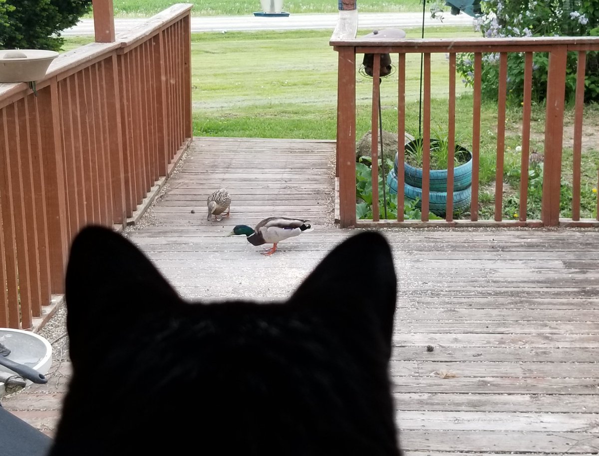 vintagepix's tweet photo. #Caturday report: pair of ducks visited #BirdfeederTV multiple times this past week, entertaining @yourevilcats. #CatsOfTwitter #BlackCat https://t.co/eLegrZrwz8