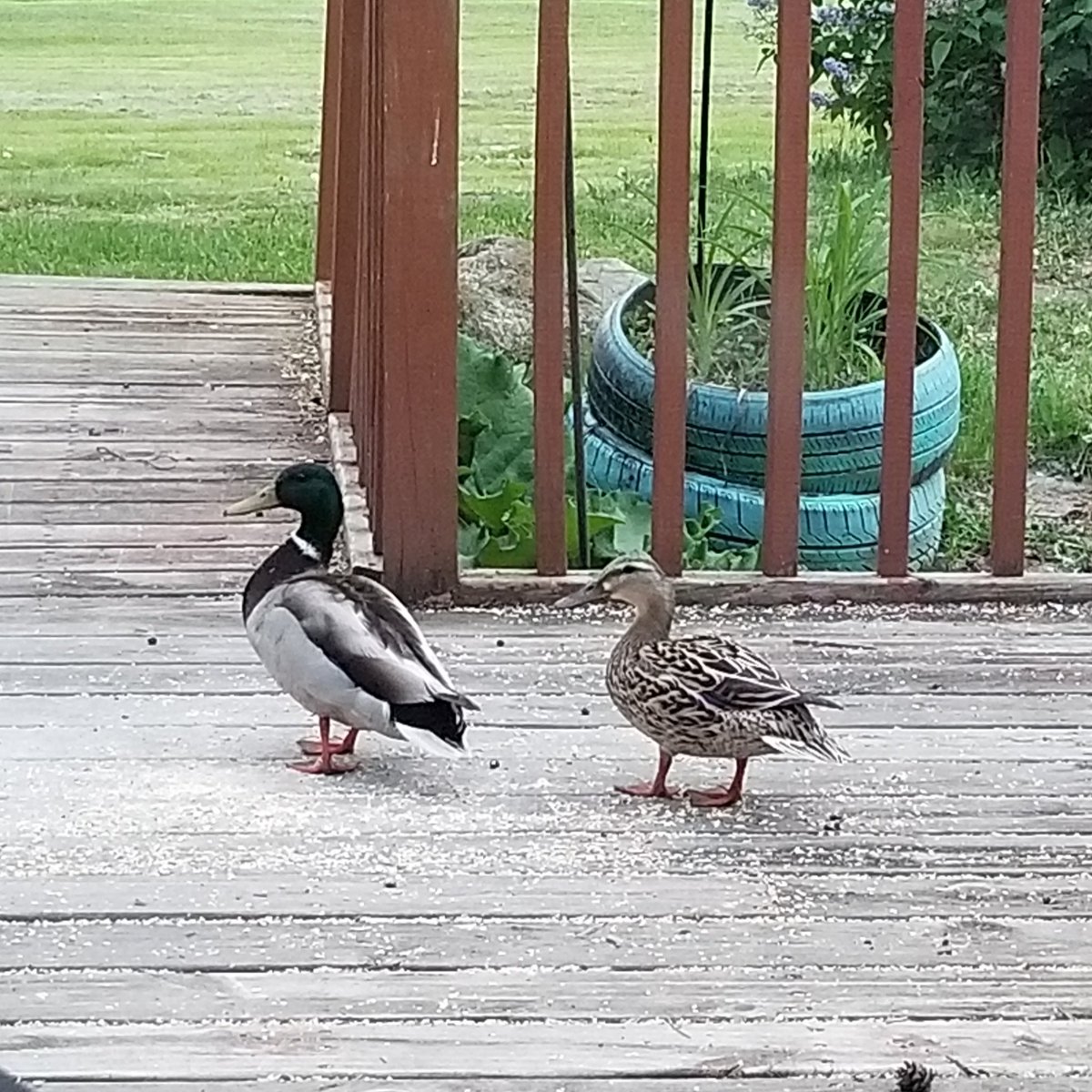vintagepix's tweet photo. #Caturday report: pair of ducks visited #BirdfeederTV multiple times this past week, entertaining @yourevilcats. #CatsOfTwitter #BlackCat https://t.co/eLegrZrwz8