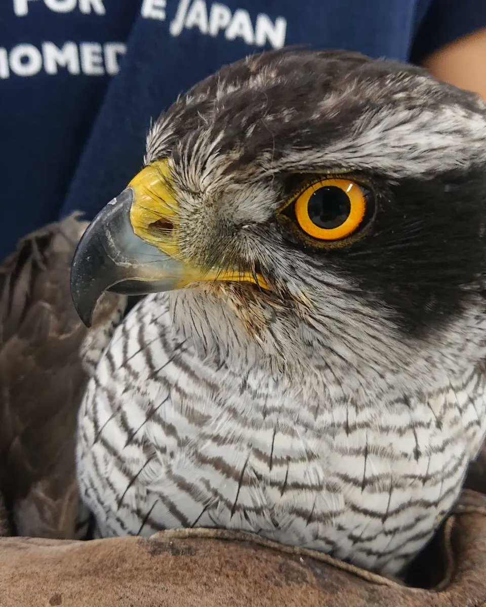 تويتر カッコいい البحث في تويتر تويتر カッコいい البحث في تويتر