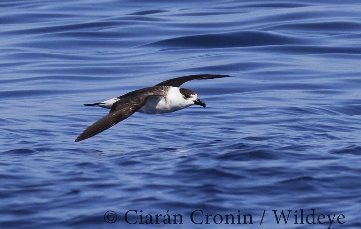 Black-capped Petrel, Pterodroma hasitata photographed at sea off Madeira, photo Ciaran Cronin - 2nd record for Madeira and 16th for Western Palearctic