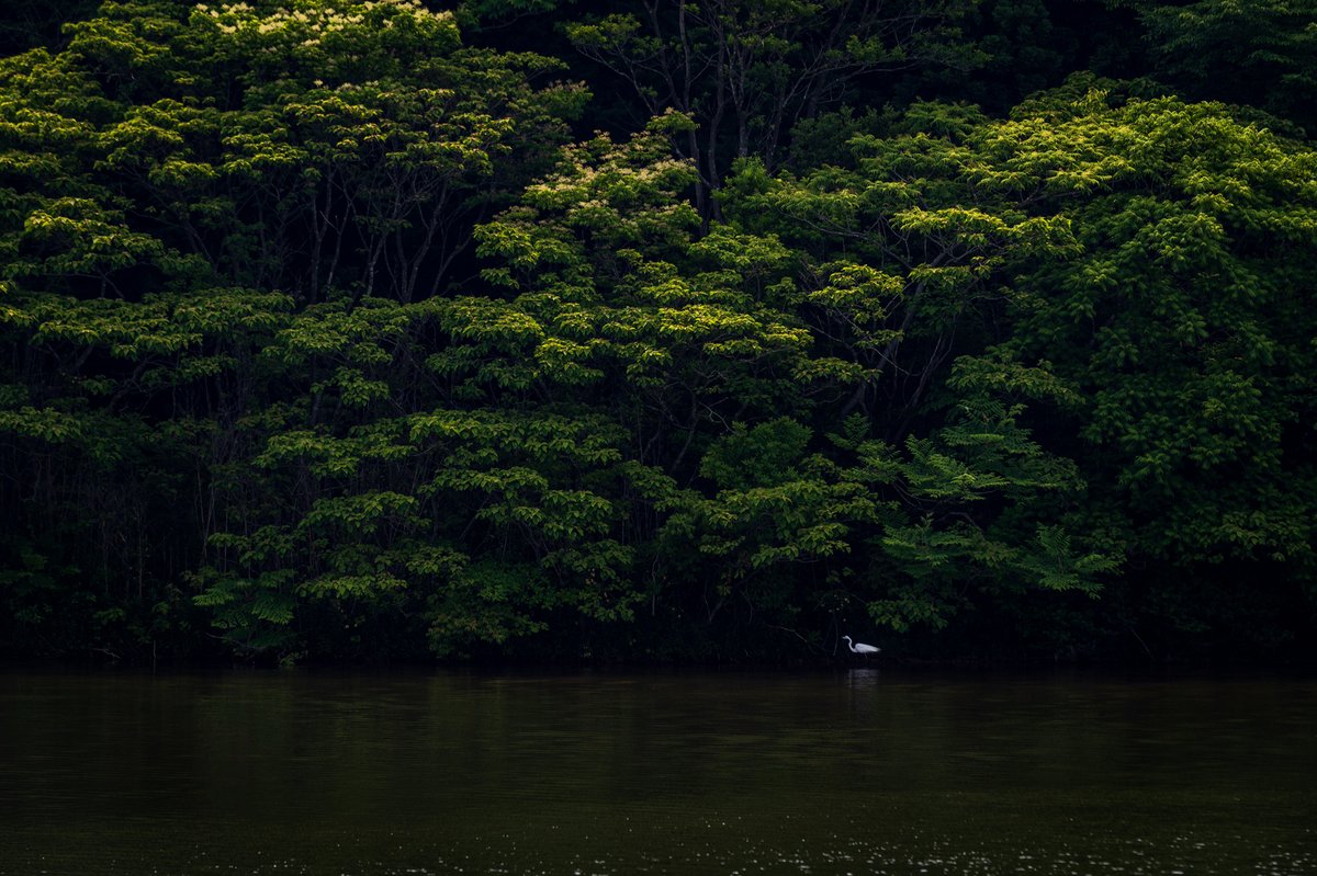kurumaebi_aio's tweet photo. 静寂の白
#額装のない写真展  #nikon #D780 #photography #写真  #landscape #mysky #鳥 #helon #サギ #白鷺 #bird #野鳥 https://t.co/gcZUbJtjgR