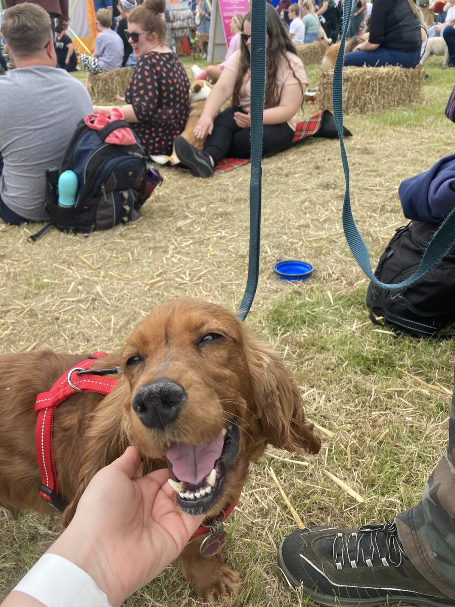 Ruby the five-year-old cocker spaniel was rescued from a puppy farm👏🏼

And look how happy she is!