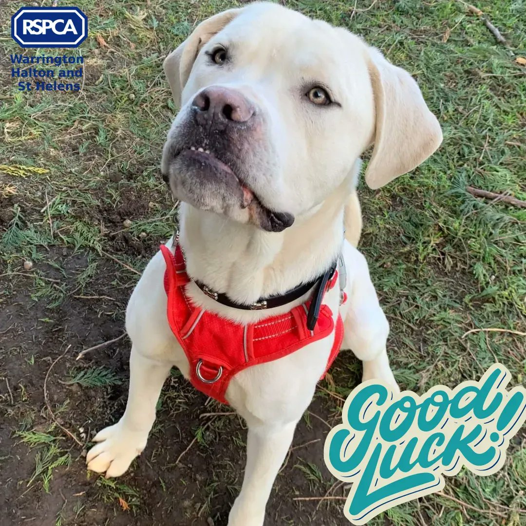 Keep your paws crossed for Loki! He needed a lot of careful work at our kennels, both medical recovery and with his behaviour. Loki has always been lovely, very giddy and excitable which means we've been taking care of keeping him calm. Yesterday he was adopted, wish him luck💙