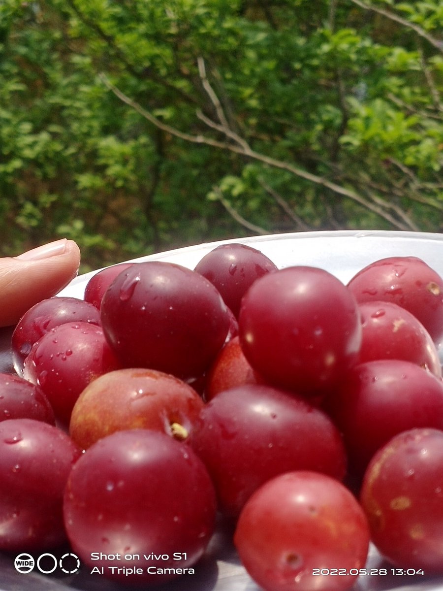 Anjanarajput999's tweet photo. Fresh Produce 🍒🍒
#MotherNature #freshfresh https://t.co/DD2ZMt4Ivp