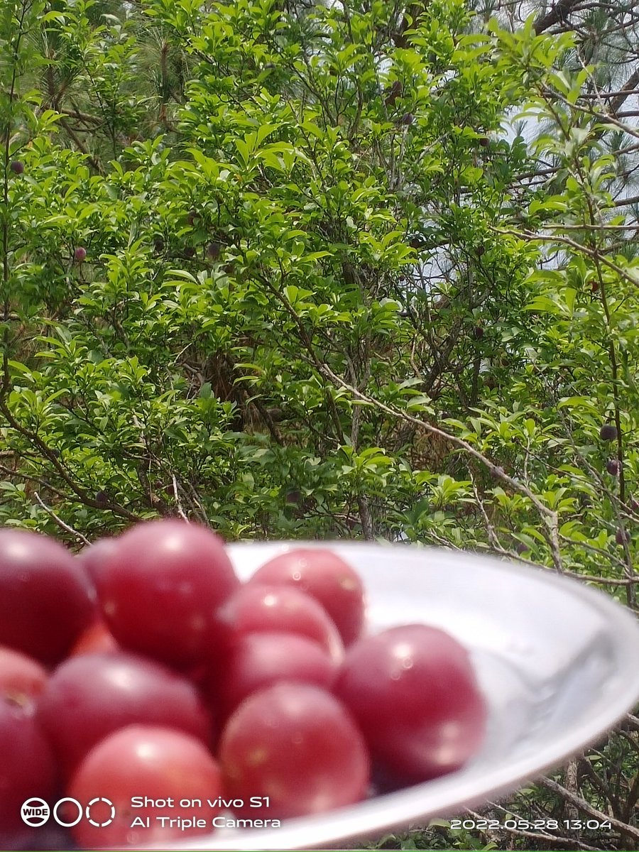 Anjanarajput999's tweet photo. Fresh Produce 🍒🍒
#MotherNature #freshfresh https://t.co/DD2ZMt4Ivp