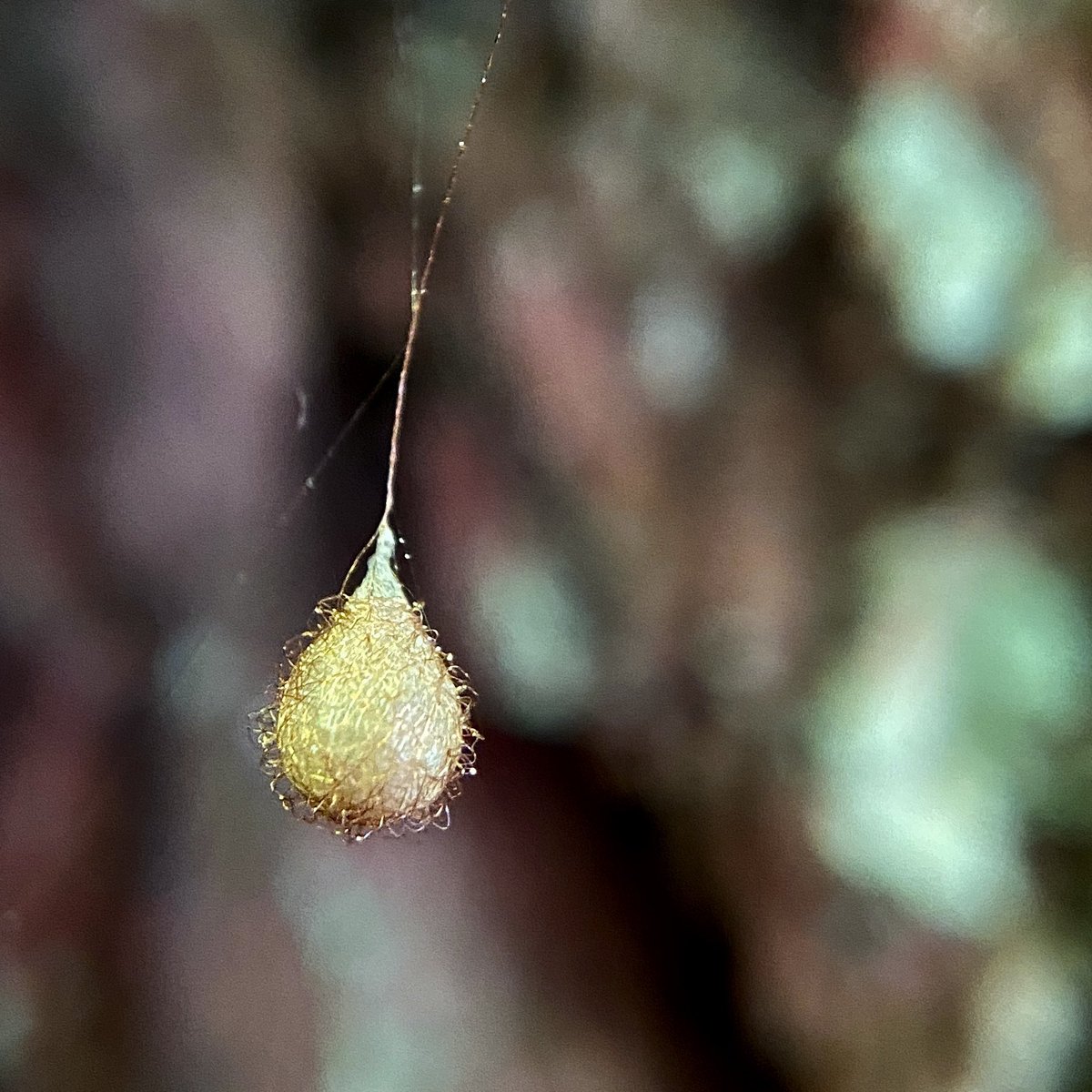 bernoid's tweet photo. Spotted a Pirate Spider egg sac in the woods :) #piratespider #eggsac #spiders https://t.co/DY0M4fcUqf