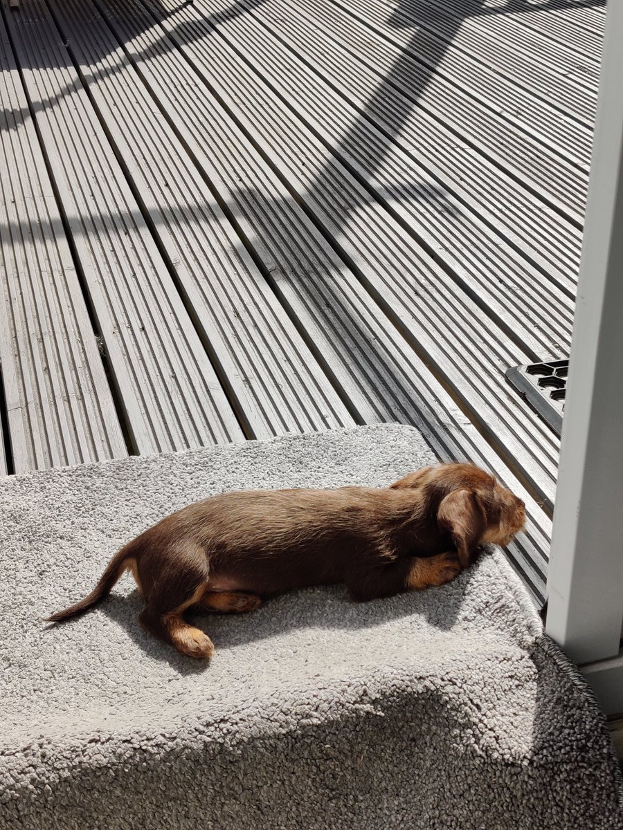 Safe to say Ernie has already made himself very at home!