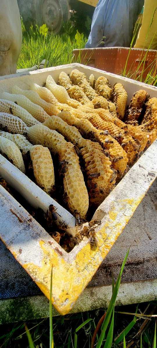 Extra box in feeder 🤣🐝