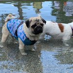 ぼく、のりしお。【Pug’s LIFE】のツイート画像