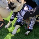 ぼく、のりしお。【Pug’s LIFE】のツイート画像