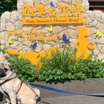 ぼく、のりしお。【Pug’s LIFE】のツイート画像