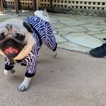 ぼく、のりしお。【Pug’s LIFE】のツイート画像