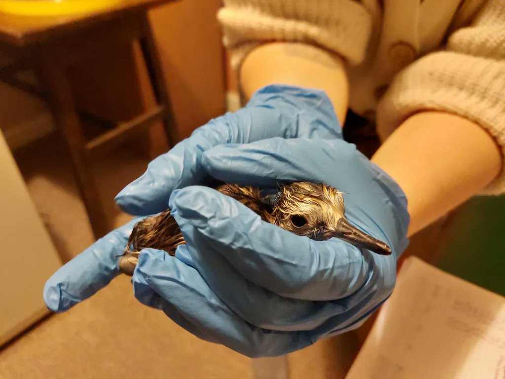 CurlewCountry's tweet photo. Happy hatch day to our first chick!!
We welcomed our first chick of our first clutch on Friday afternoon, with the rest of the clutch following soon behind - more adorable photos to follow!

#curlewcountry #curlewconservation https://t.co/g8n9IohO6L