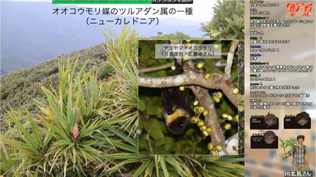 たなっちょ コウモリも英語表現では2つに分けられる 虫などを食べるコウモリ Bat 果実などを食べるコウモリ Flying Fox ゆるふわ生物学 T Co Fy1cpuw6lr T Co Zudplbc350 Twitter