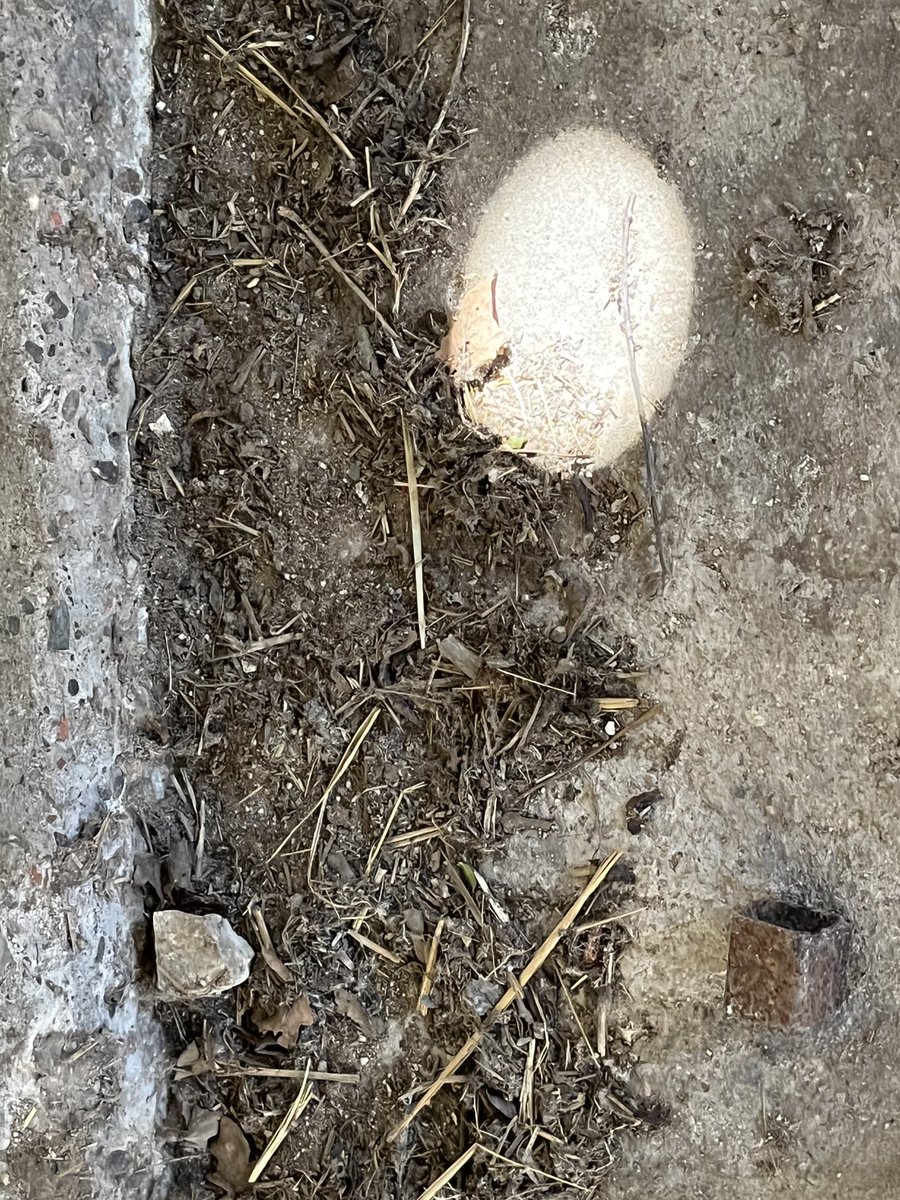 Barb_Drummond's tweet image. #Ashleworth #TitheBarn ⁦