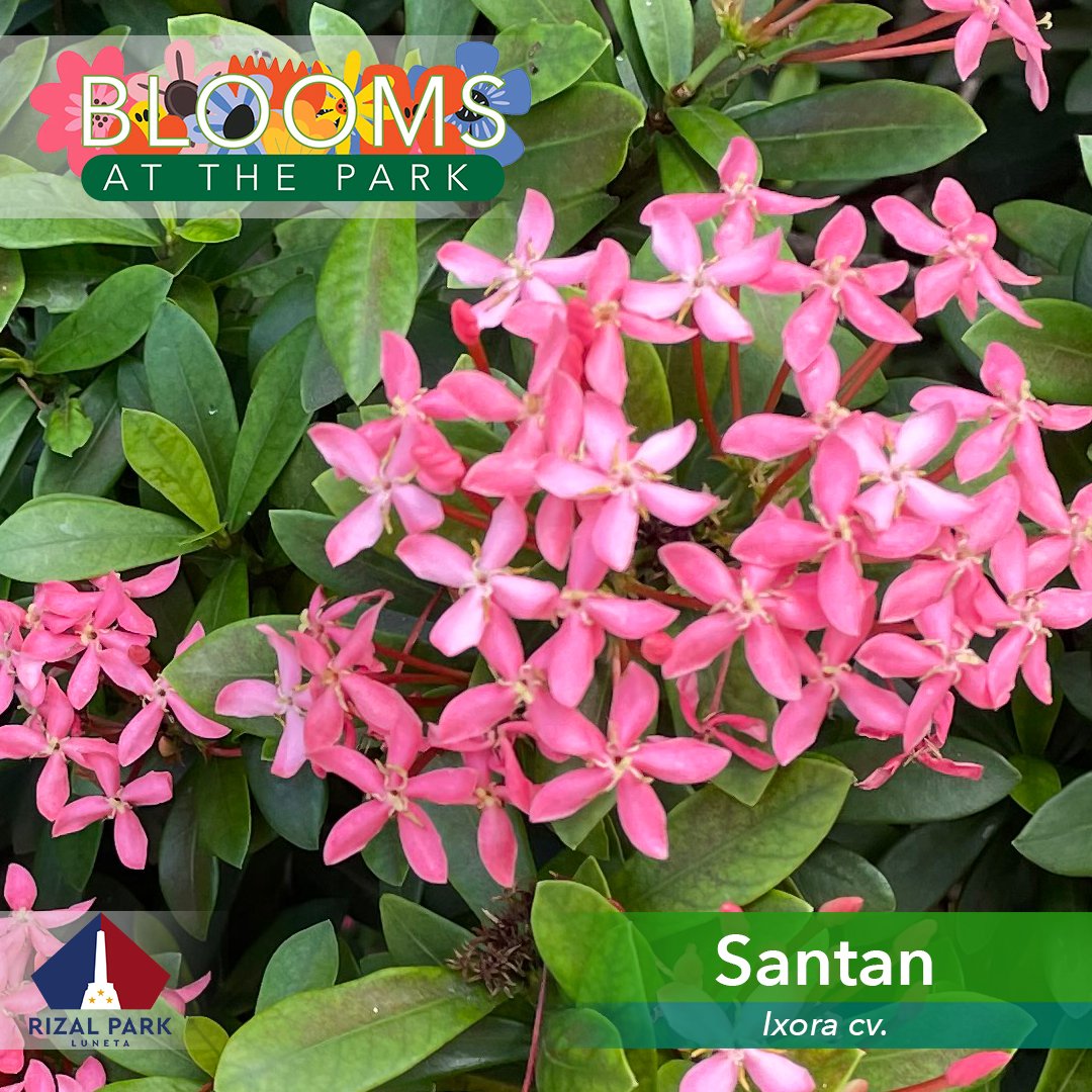 NPDC_PH's tweet photo. Do you remember making bracelets, necklaces and headdresses out of these tiny santan flowers? Did you know that these lilac colored flowers are actually called green dust? 

Come and discover more of these #BloomsatthePark! https://t.co/dS5d0y2PMO