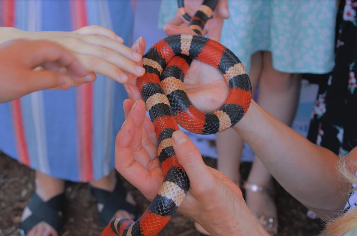 thisistotalmk's tweet photo. .@MKMuseum is going wild this weekend with animals to meet and nature-themed activities for all.
Details: https://t.co/bfnmOJag32
#nature #lookatlife #miltonkeynes #mkmuseum https://t.co/lVCusmmF9b