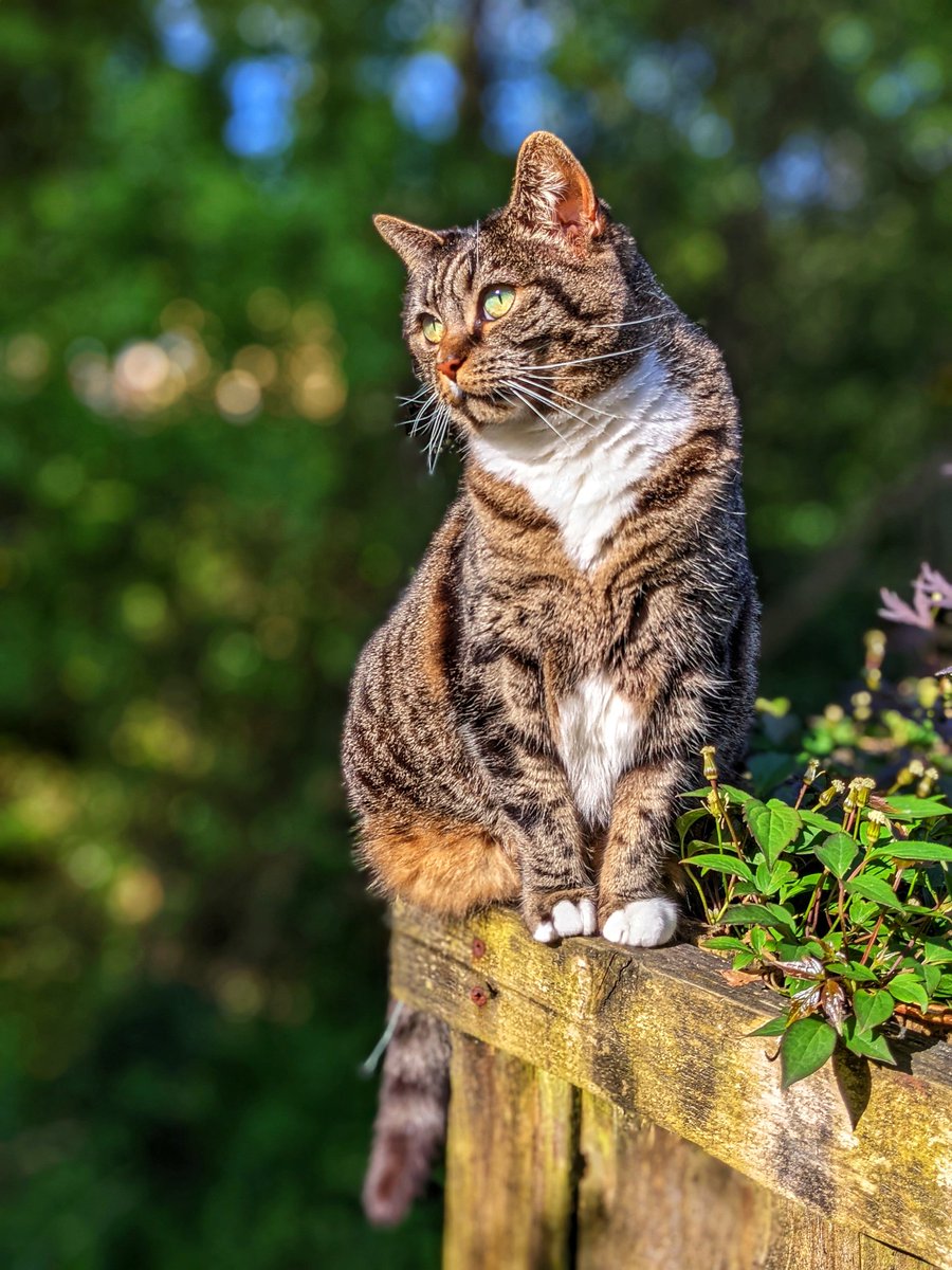 Friedeggstudios's tweet image. It's #Caturday love from Billie @thechrisbarron