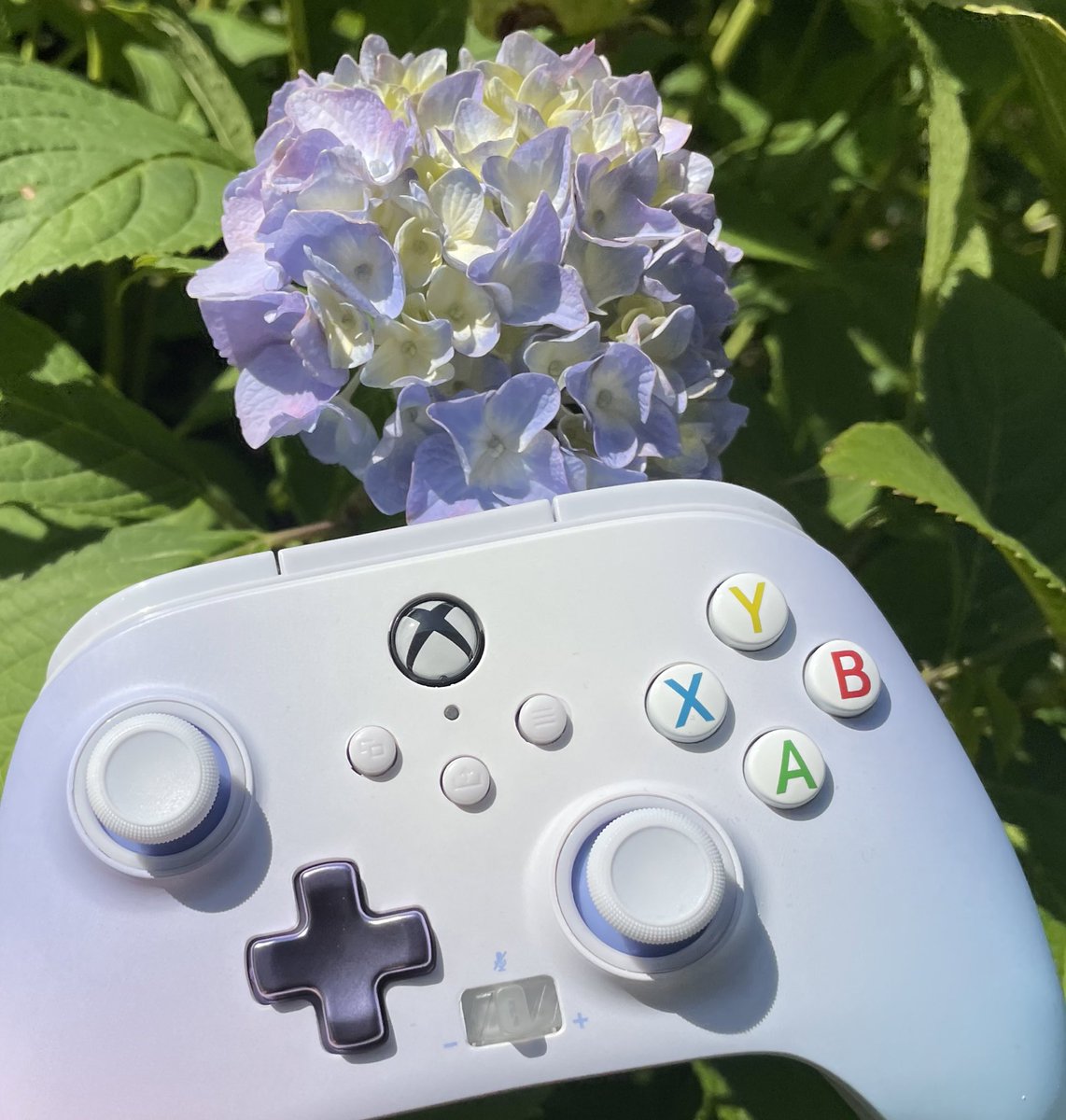 kotodama35's tweet photo. PowerA Controlle
パワー!届きました。(大分前に天気がいい日に撮りました😅)
Xbox Series X|S Enhanced Wired Controllerです。
色がとっても綺麗で2色の混色。薄くてほんのりしてる淡い色味はお洒落っすよね〜
アジサイとツーショット😉🫶
#Xbox #Controlle #XboxSeriesX #XboxSeriesS https://t.co/NShHHWEiIE