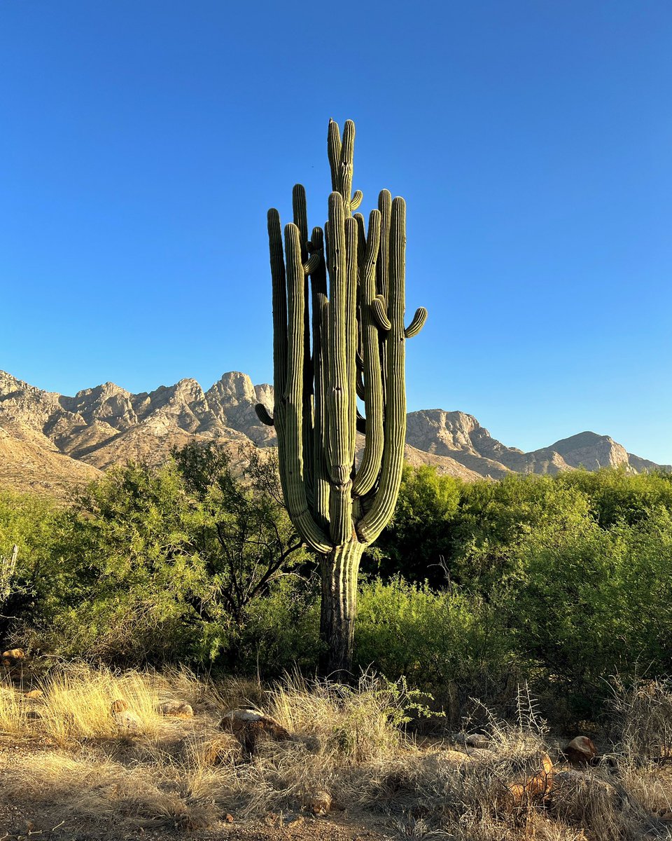 Always good to swing back through #Arizona // #Tucson #saguaro