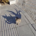 これが真の姿？!猫の影を捉えた一枚の写真が凄い…!