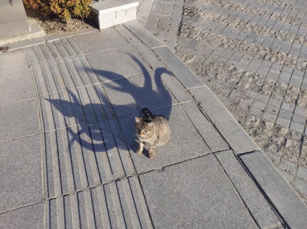 これが真の姿？！猫の影を捉えた一枚の写真が凄い…！！