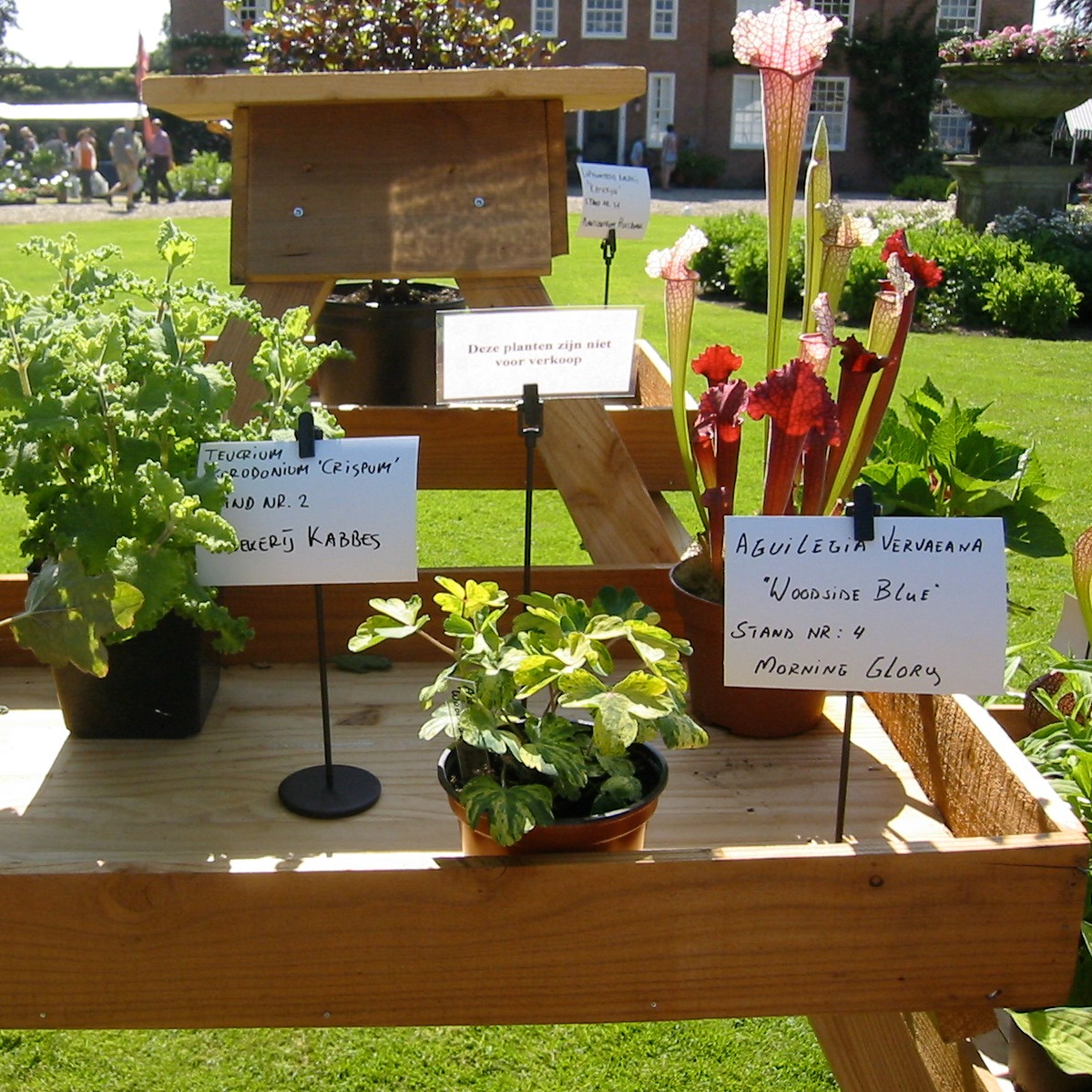 Kent u het plantentheater van Bingerden met de Collectie van Bingerden?🌼 Dit is een wisselende collectie van 10 á 15 bijzondere planten die de #Kwekerijdagen representeren.

Benieuwd welke planten er dit jaar in het theater schitteren? Kom langs!

#bingerden #kwekerijdagen