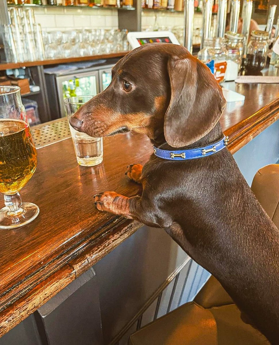 Your spot at the bar is waiting for you. 😉 Photo credit: @sausagebros_21 #greenwich #greenwichpark #greenwichlondon #london #londonlife #londonist #dogfriendly #dog #instapic #istadaily #instaphoto #greenwichmarket #doggie #insta