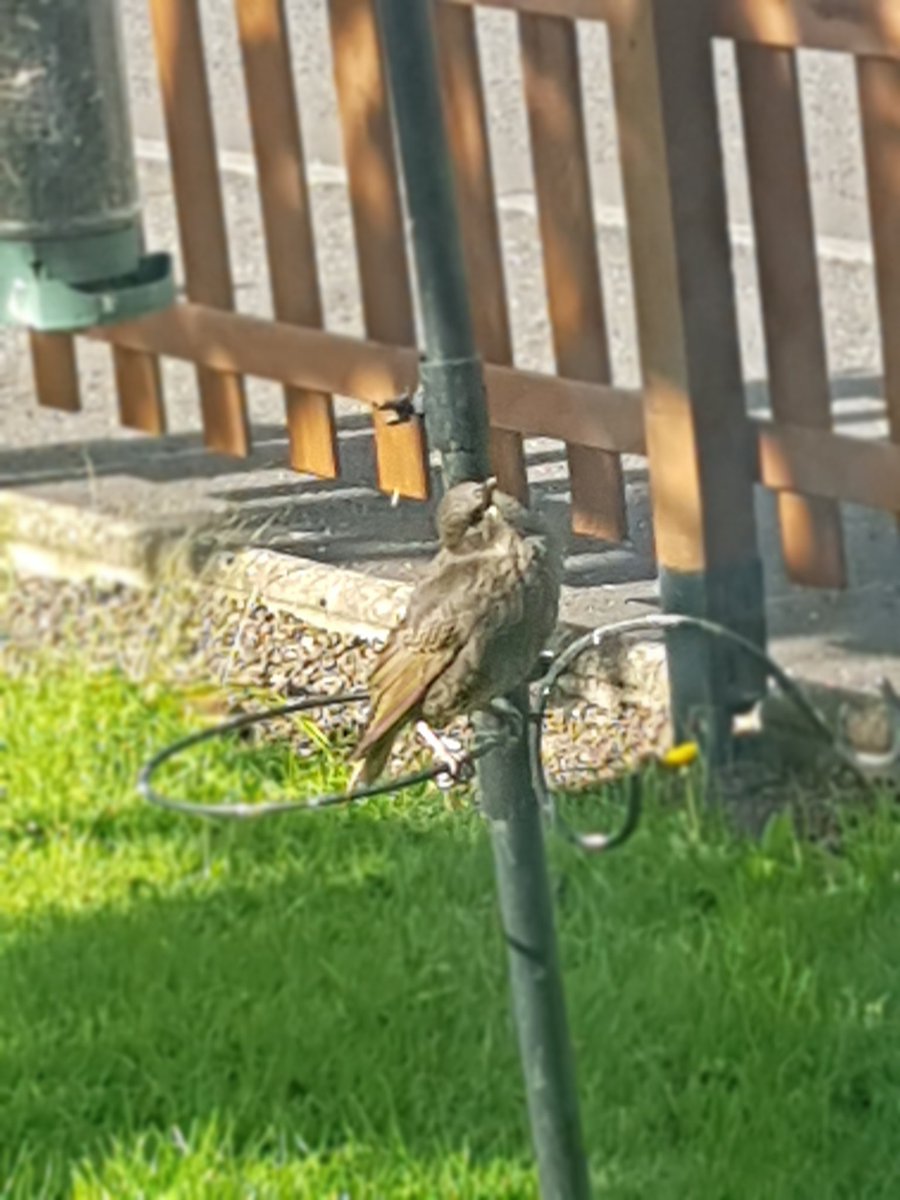 My garden is a happy cacophony this morning. Lots of fledgling starlings have come out to add to it!