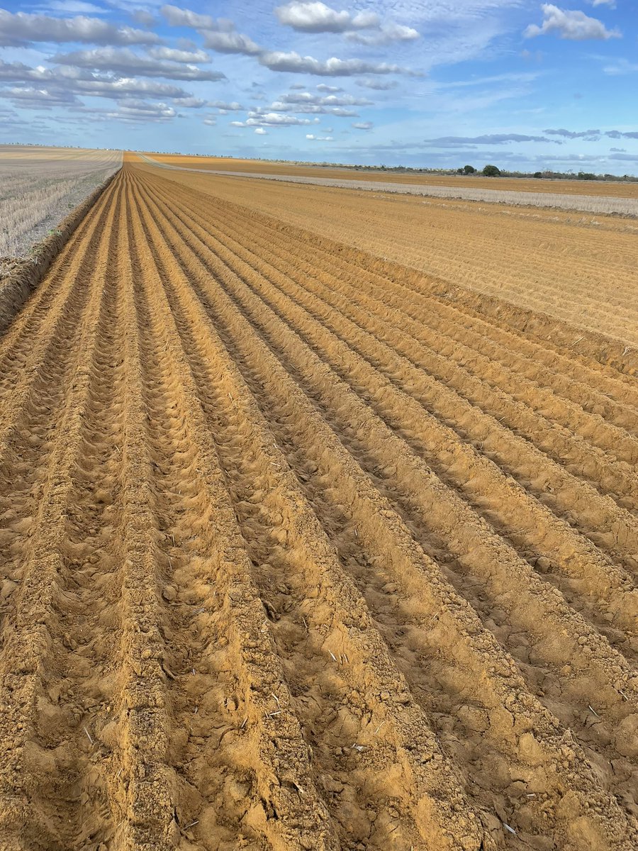 Great to see the new rip/spade/seed machine doing it thing at Northampton.  Pressing the soil reset button!