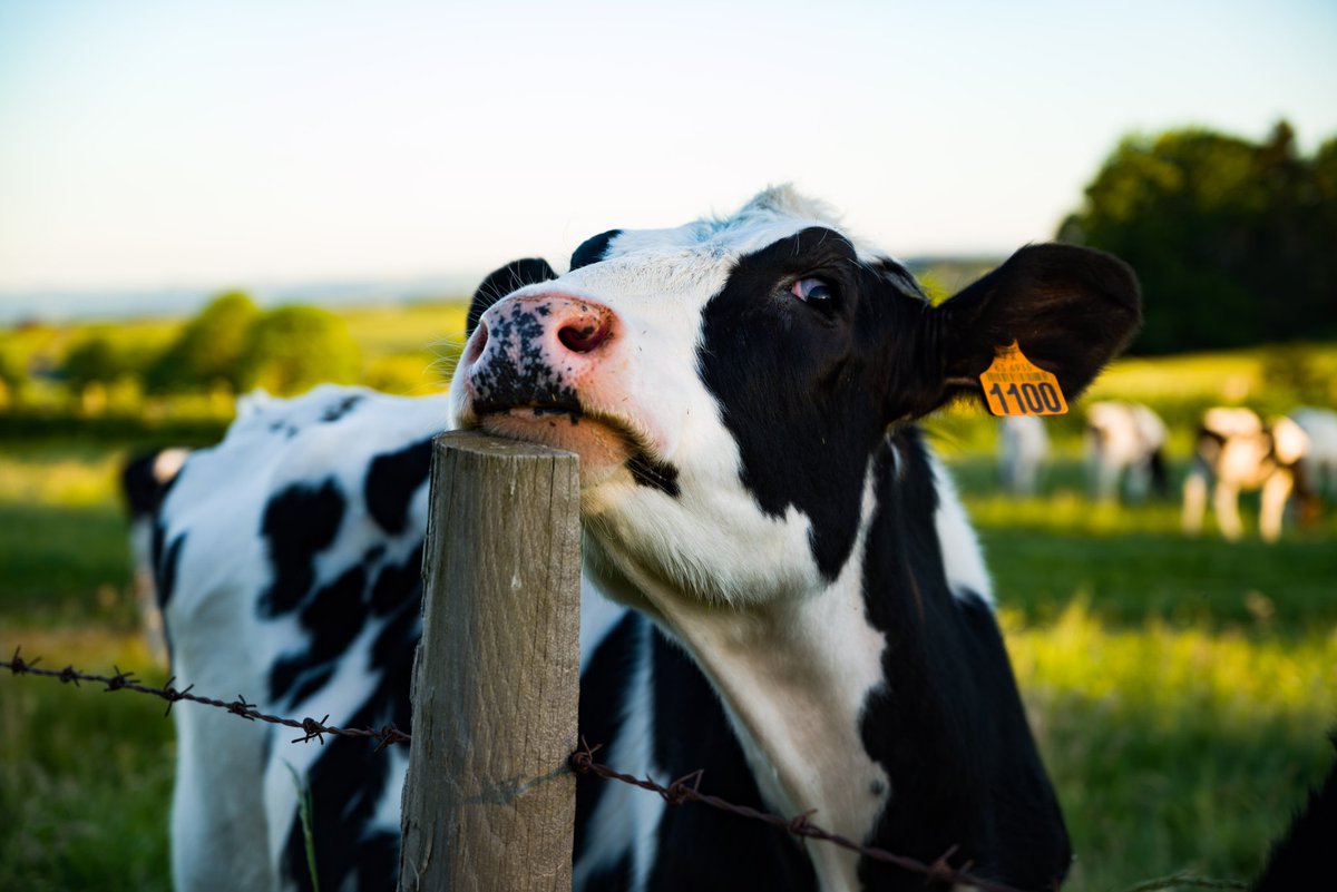 Bonne journée

Les vaches auvergnates savent prendre la pose !

#ChassePartage #auvergnetourisme