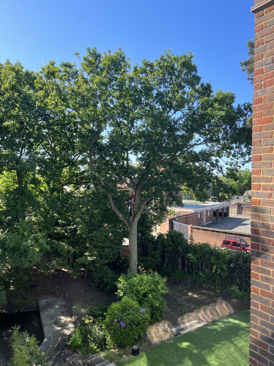 #iredbridge allowing a beautiful oak in conservation area to be felled for new property owners. #trees #epping #sowrong #redbridge #philistines #ruiningmyveiw