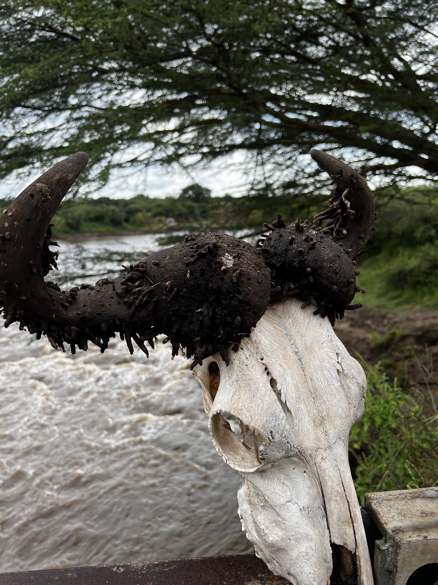 BEAMStudyAbroad's tweet photo. The horn-borer moth is a very interesting species that decomposes keratin. The larvae can break down and consume the horns and hooves of many ungulates, thereby returning nutrients to the ecosystem. Despite their ecological benefit, the sight can be somewhat grotesque. https://t.co/w8jxWs1Aq5